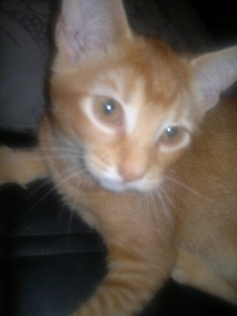 Blanding af racer Pippi billede 13