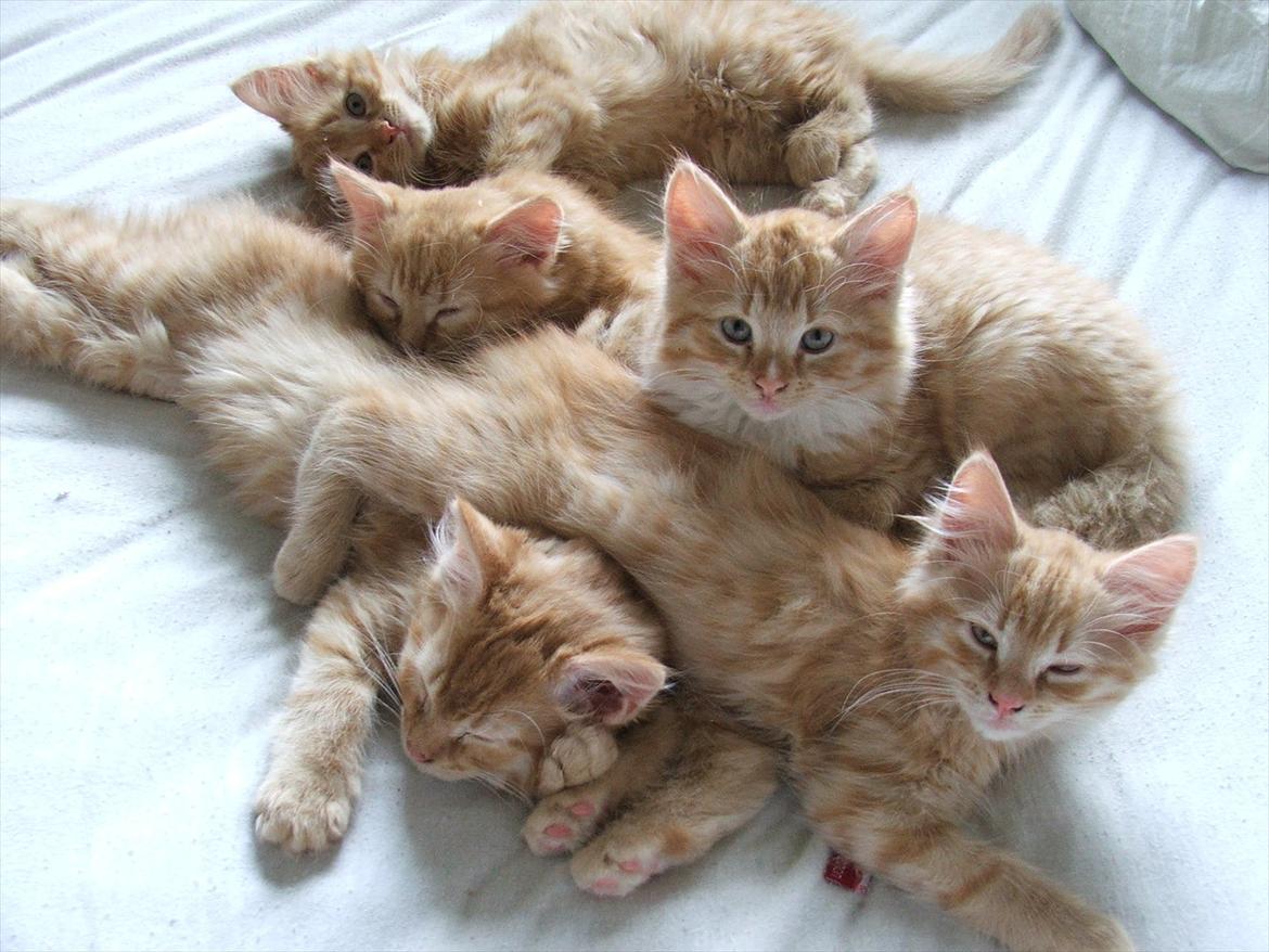 Blanding af racer Garfield billede 17