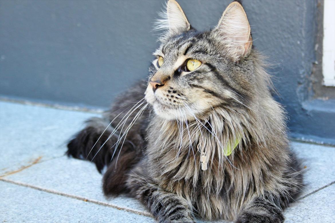 Maine Coon Fernando billede 7