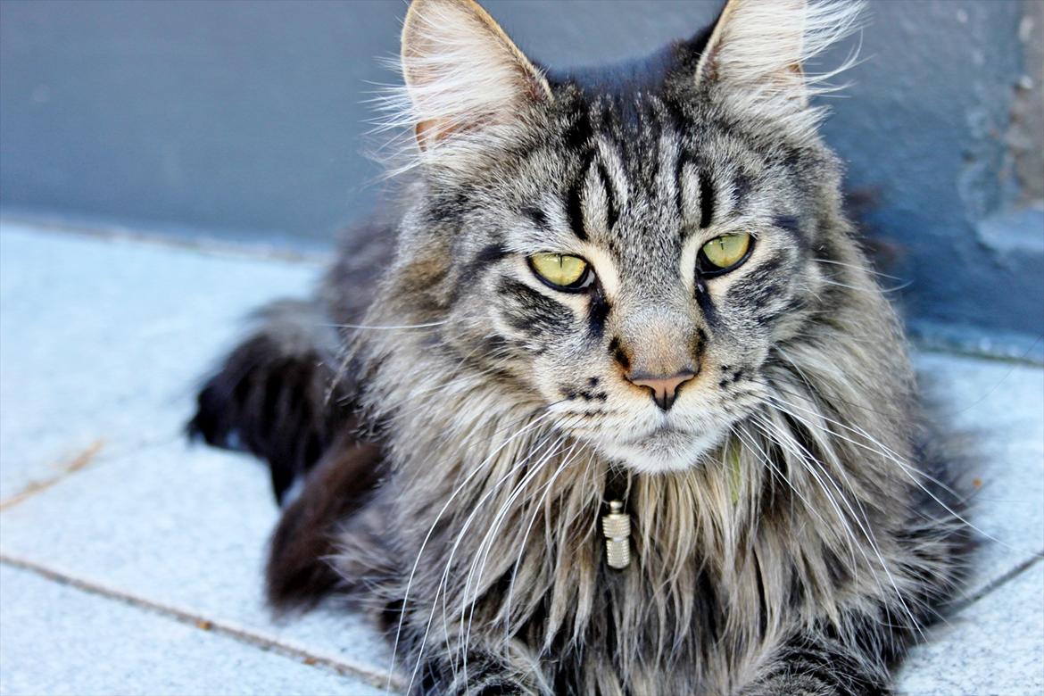 Maine Coon Fernando billede 1