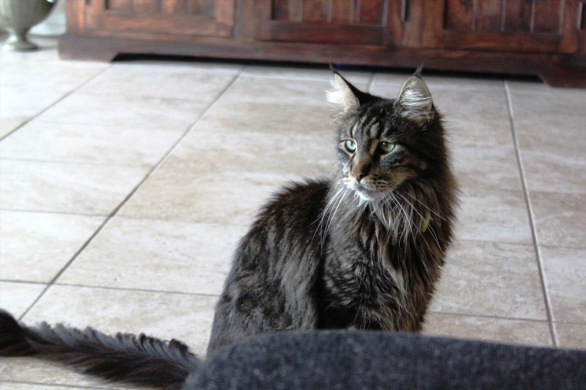 Maine Coon Fernando billede 10