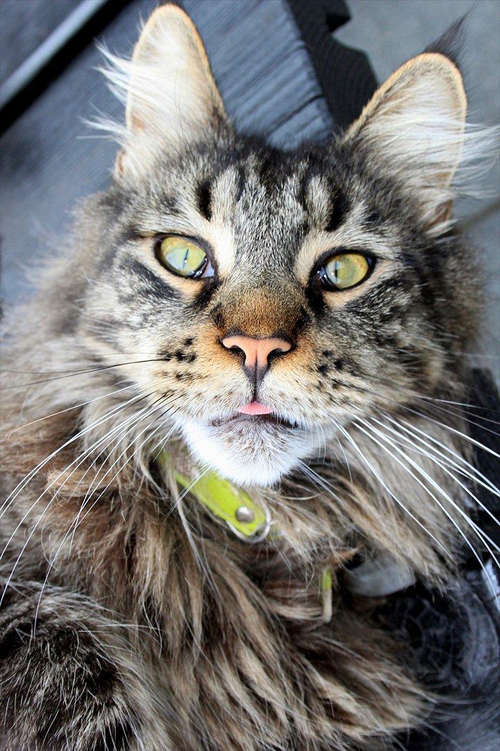 Maine Coon Fernando - Et lidt sjovt billede er herren! billede 12