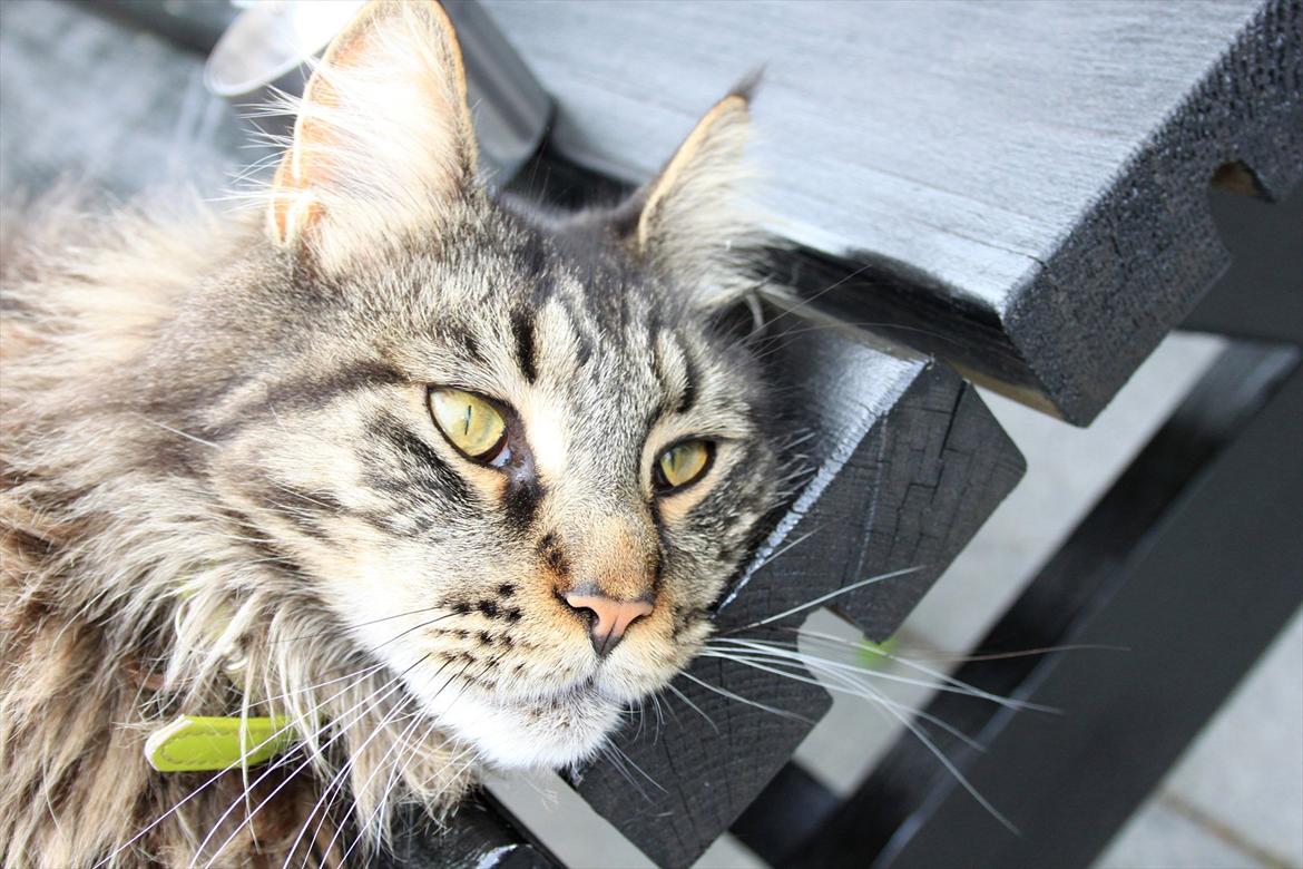 Maine Coon Fernando billede 13