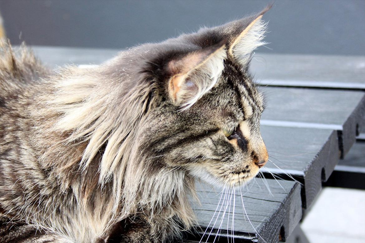 Maine Coon Fernando billede 14