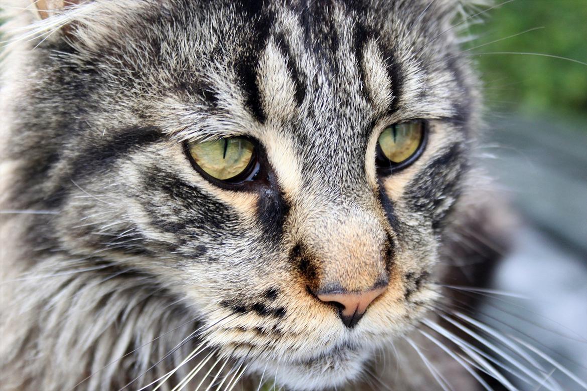 Maine Coon Fernando billede 15