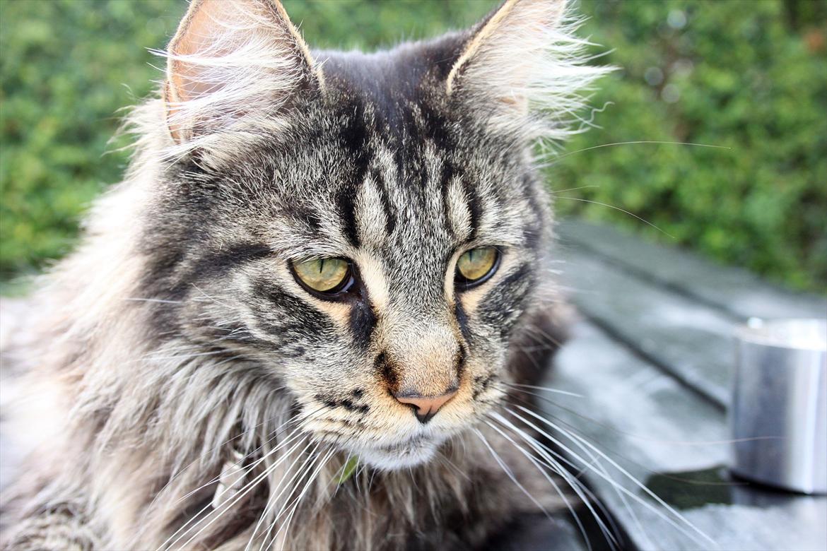 Maine Coon Fernando billede 2