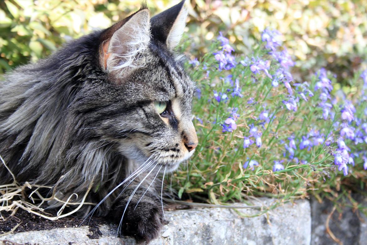 Maine Coon Fernando billede 17