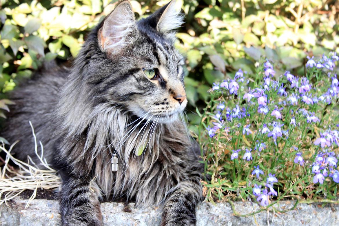 Maine Coon Fernando billede 19