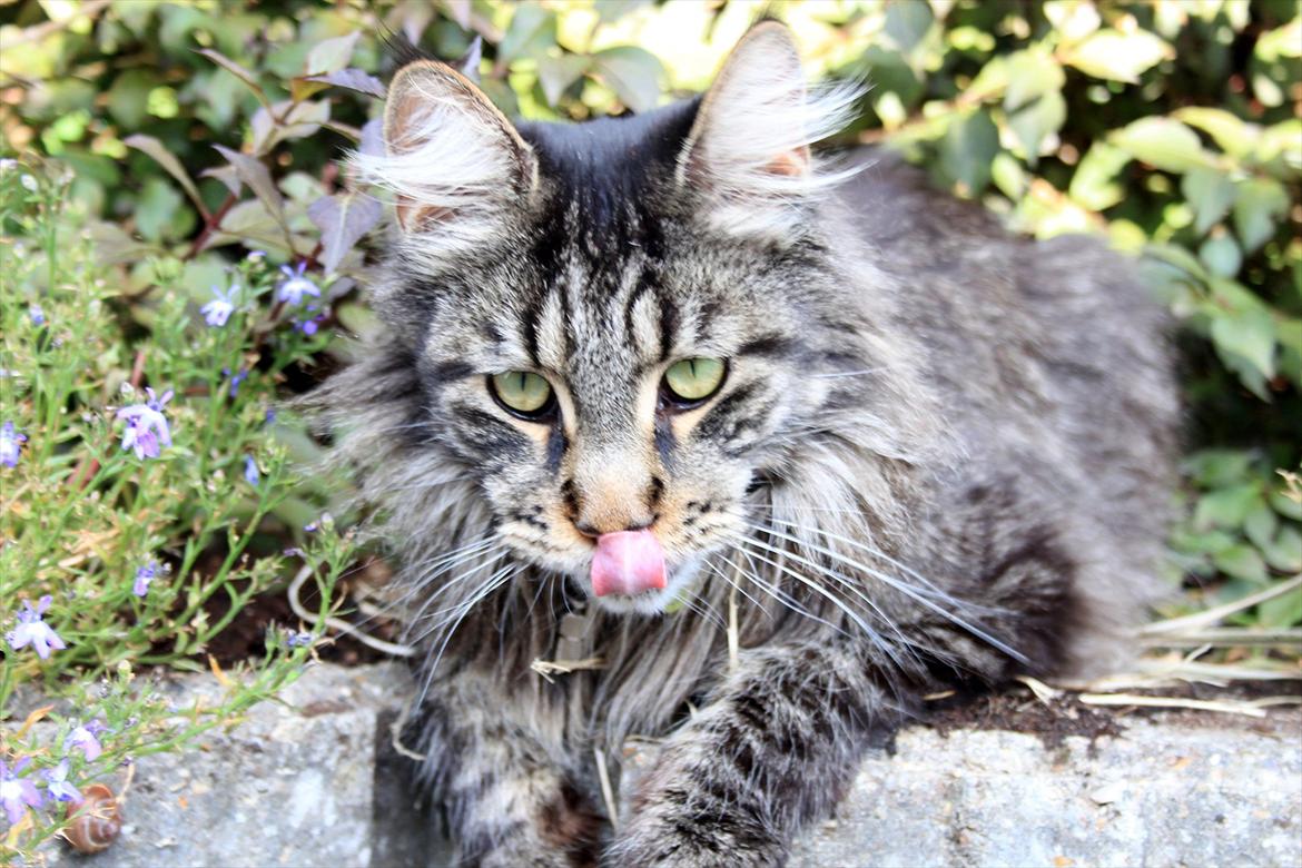 Maine Coon Fernando billede 20