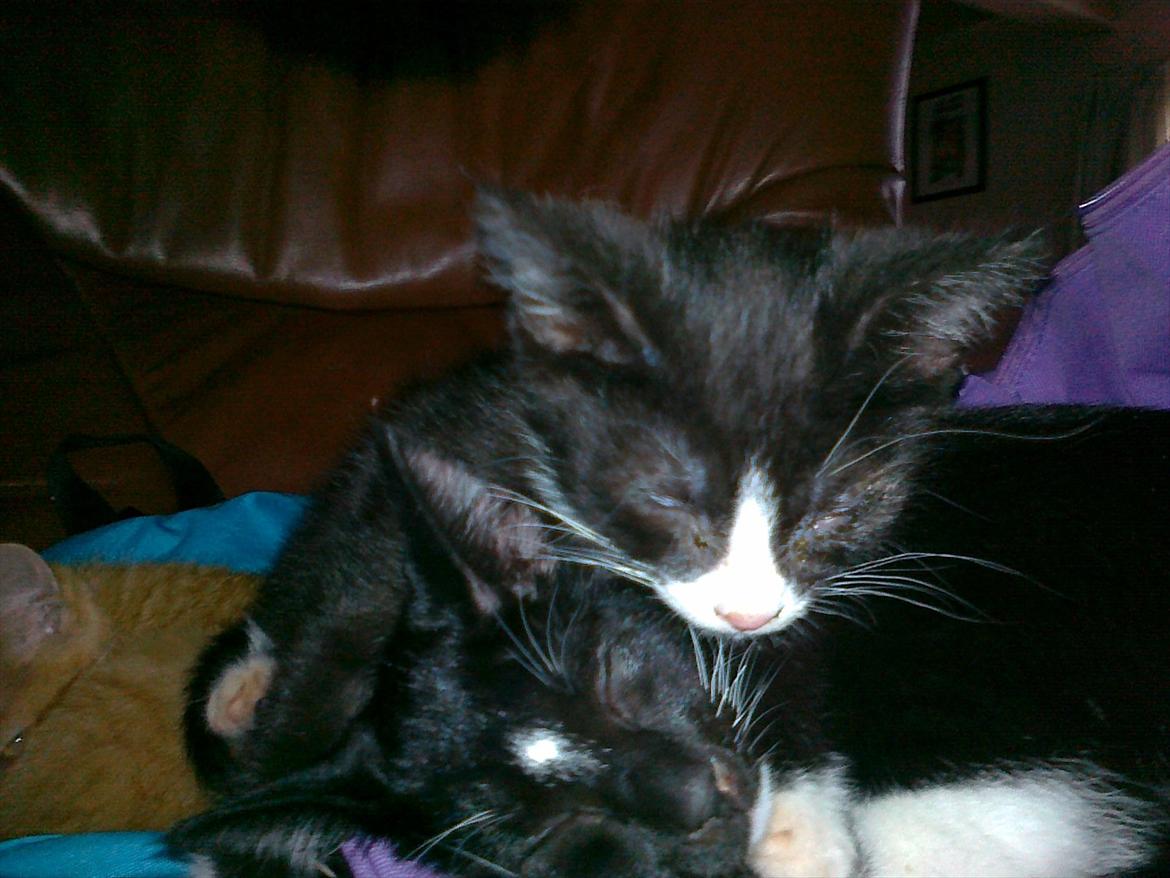 Huskat tut (søsters) billede 10