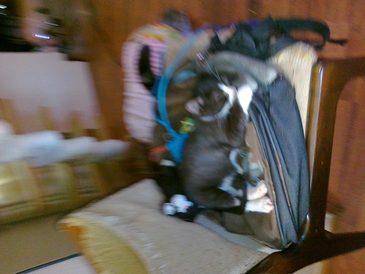 Huskat tut (søsters) billede 11