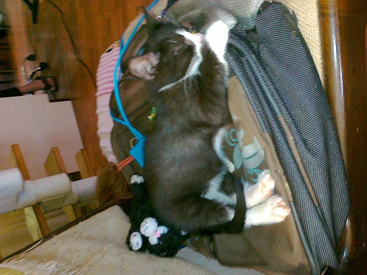 Huskat tut (søsters) billede 12