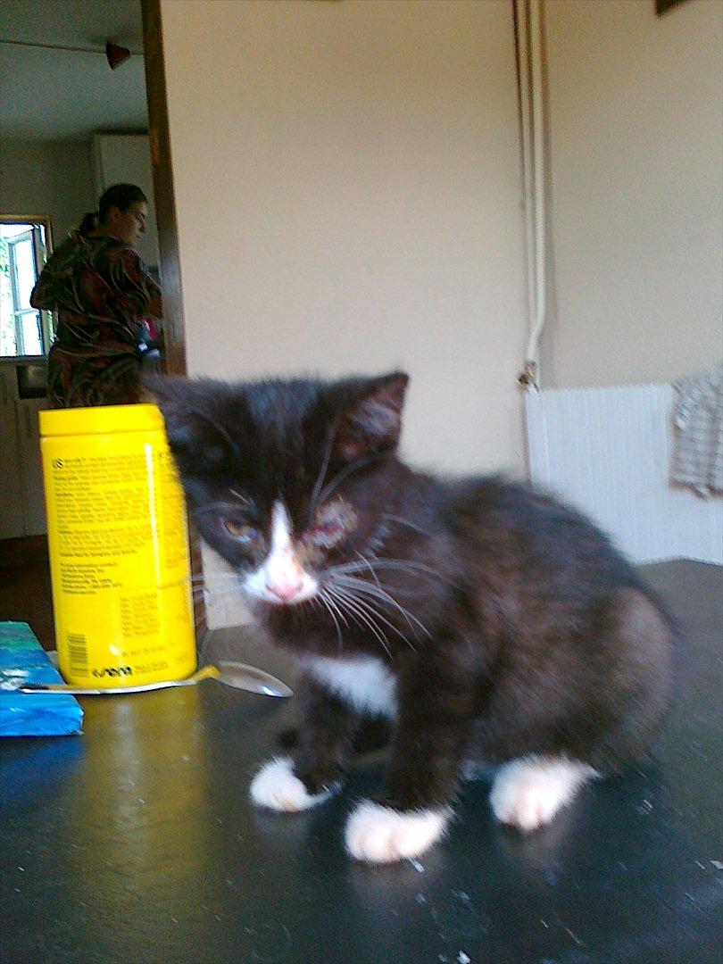 Huskat tut (søsters) billede 13