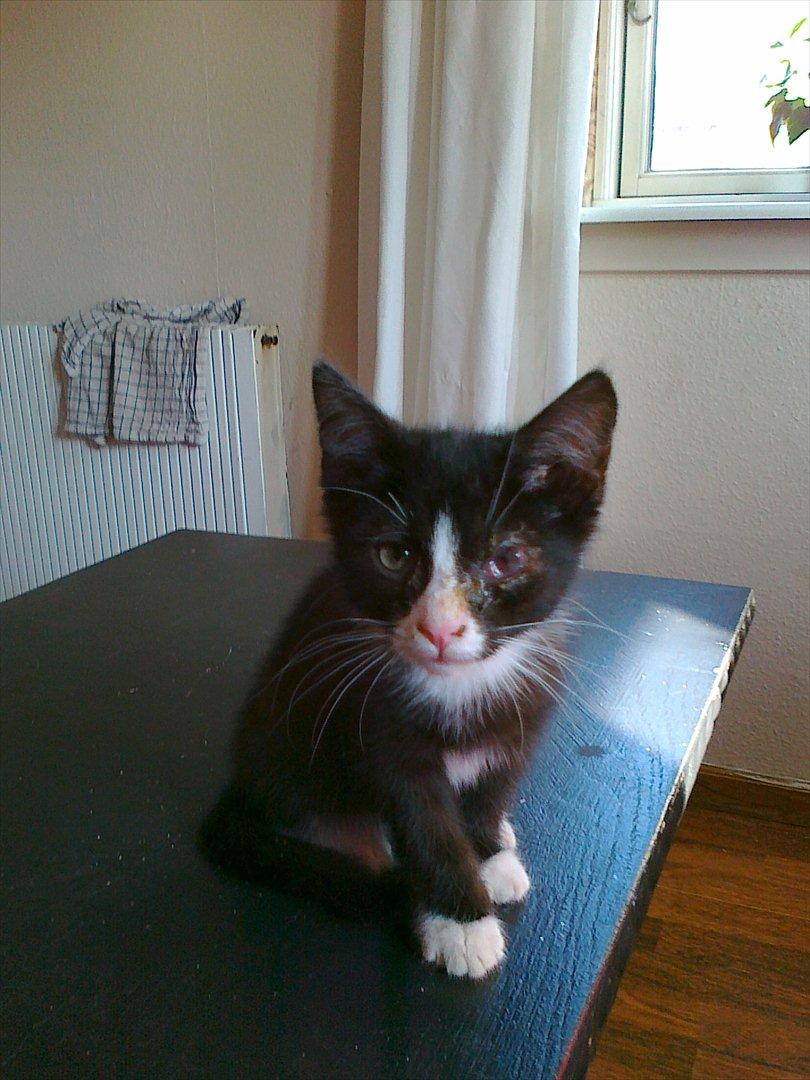 Huskat tut (søsters) - jeg ved godt øjet ik ser pænt ud men det er fordi hun er blevet blind billede 14