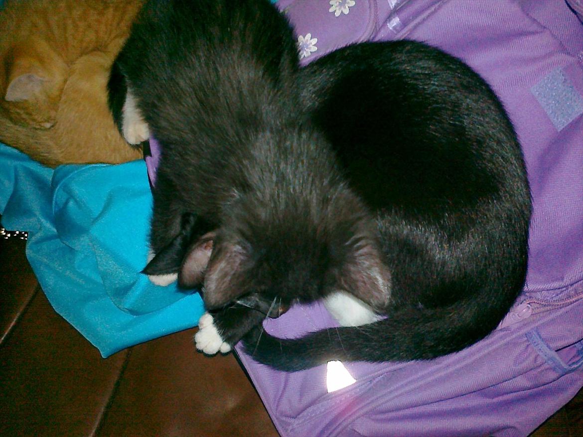 Huskat tut (søsters) billede 15