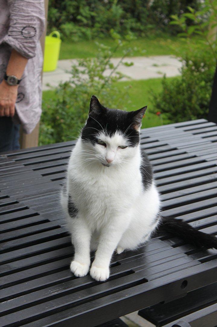 Huskat Fluffy billede 14