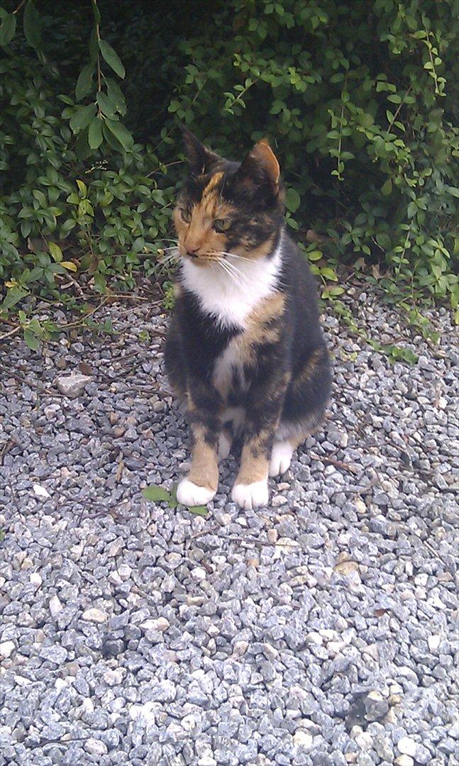 Huskat Tiger :* - smukke ka´t billede 2