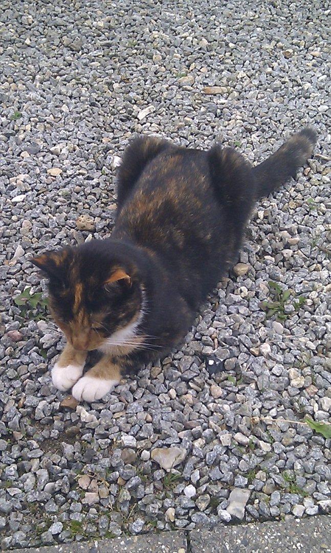 Huskat Tiger :* - Ligge billede! billede 3