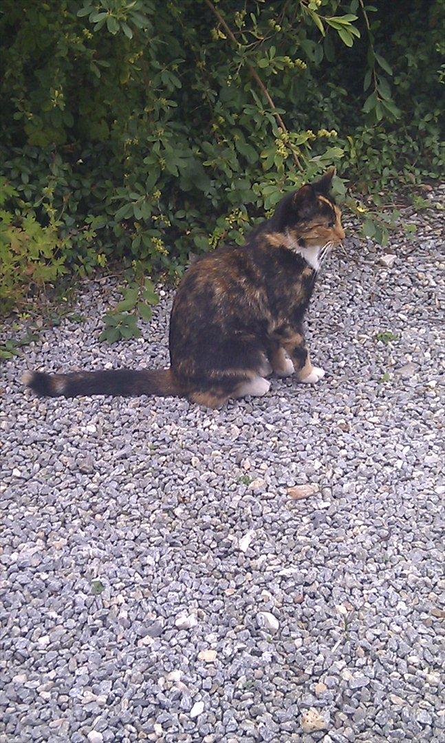 Huskat Tiger :* - SMukke tigermus! billede 4