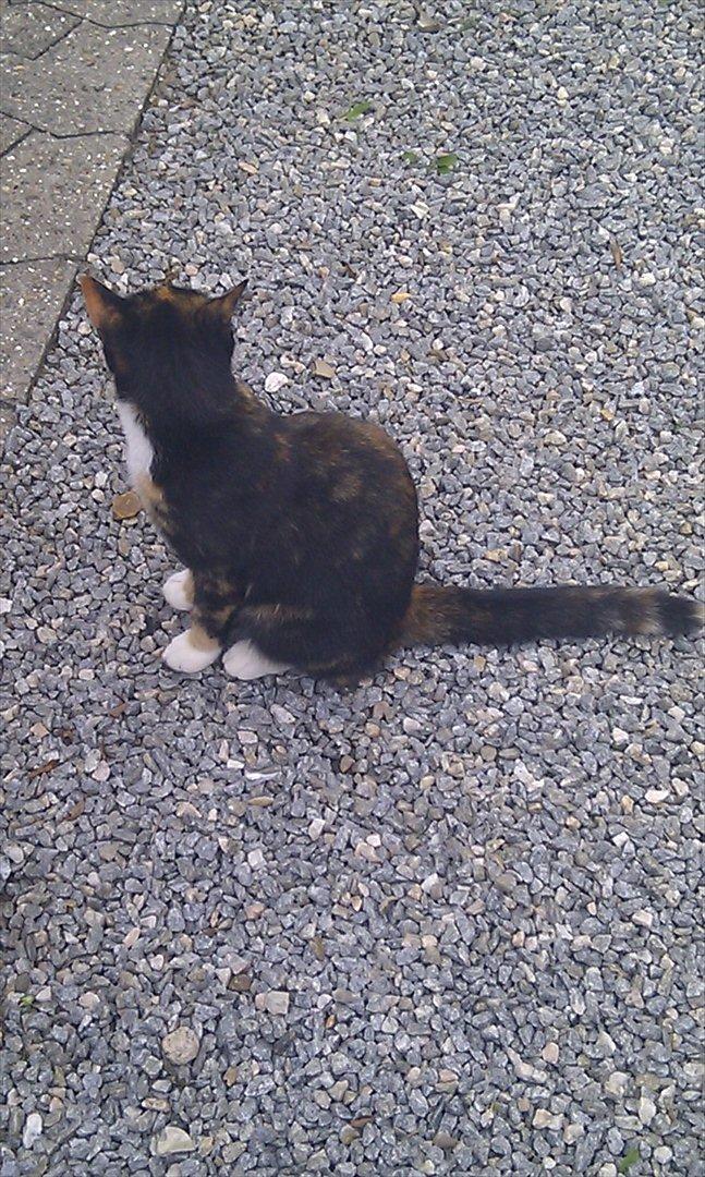 Huskat Tiger :* billede 6