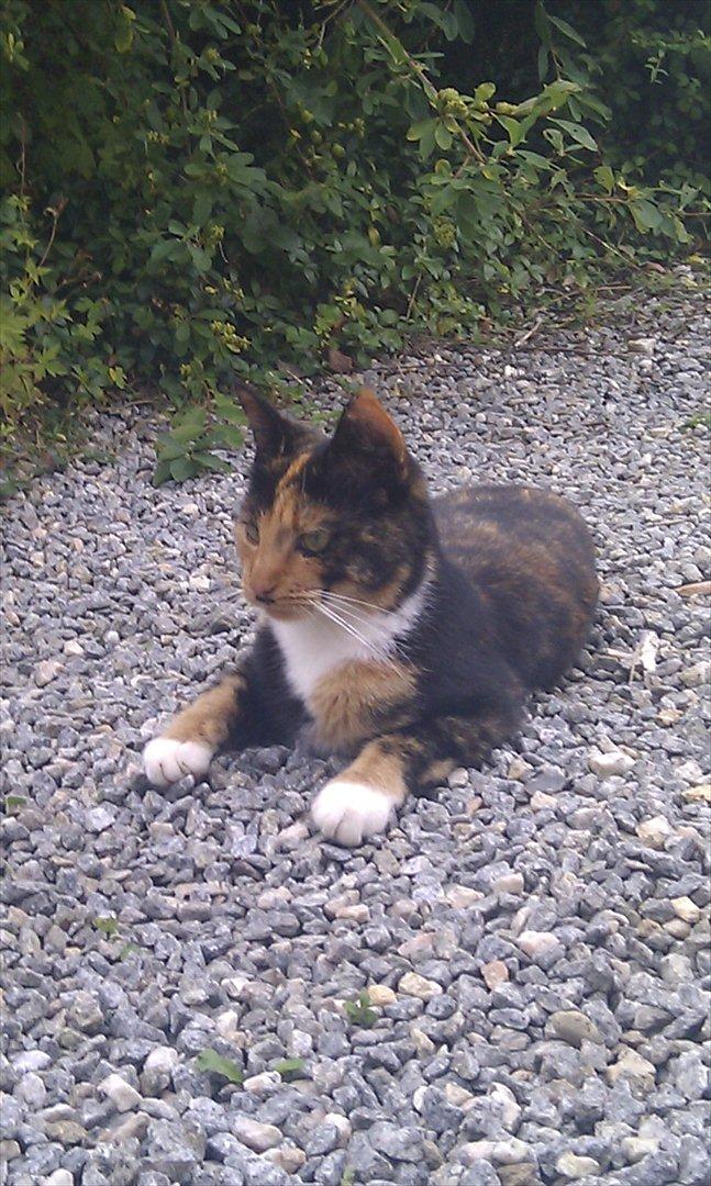 Huskat Tiger :* billede 7