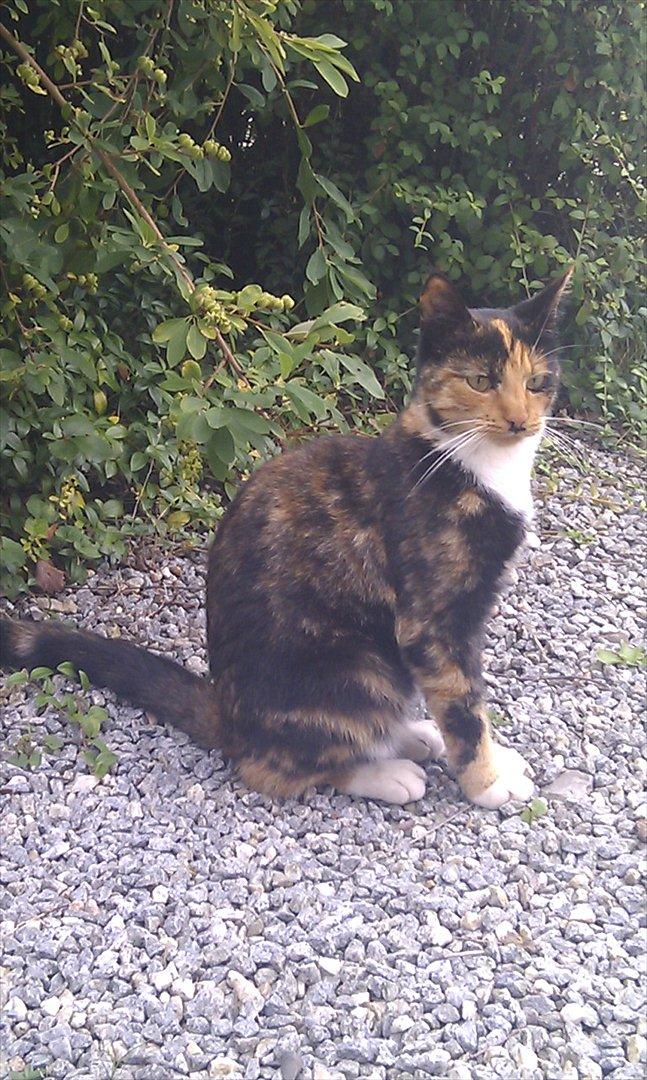 Huskat Tiger :* billede 8