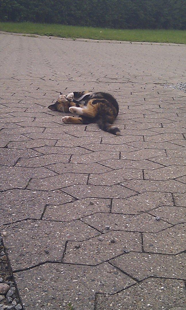 Huskat Tiger :* billede 10