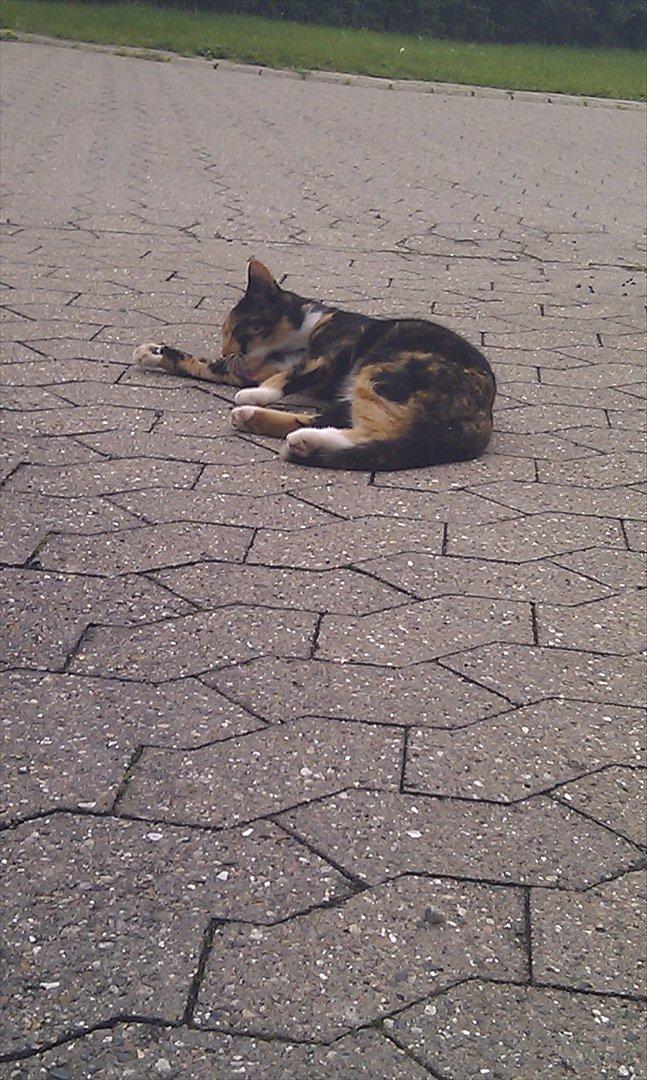 Huskat Tiger :* billede 11