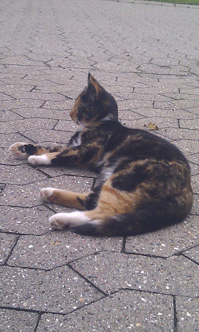 Huskat Tiger :* billede 13