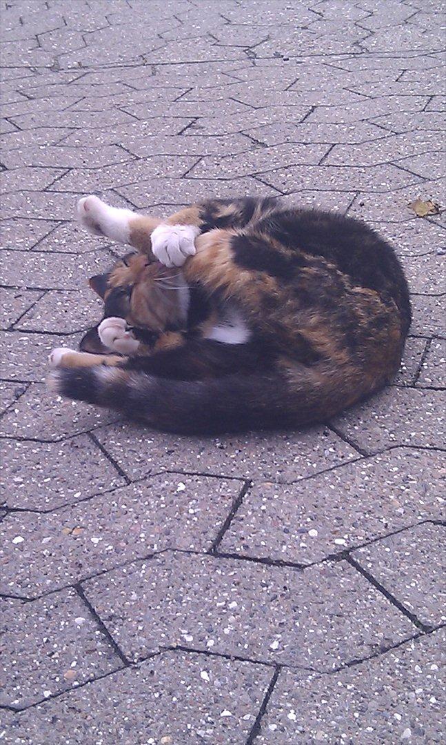 Huskat Tiger :* billede 15