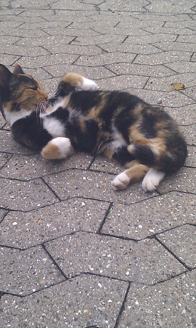 Huskat Tiger :* billede 16