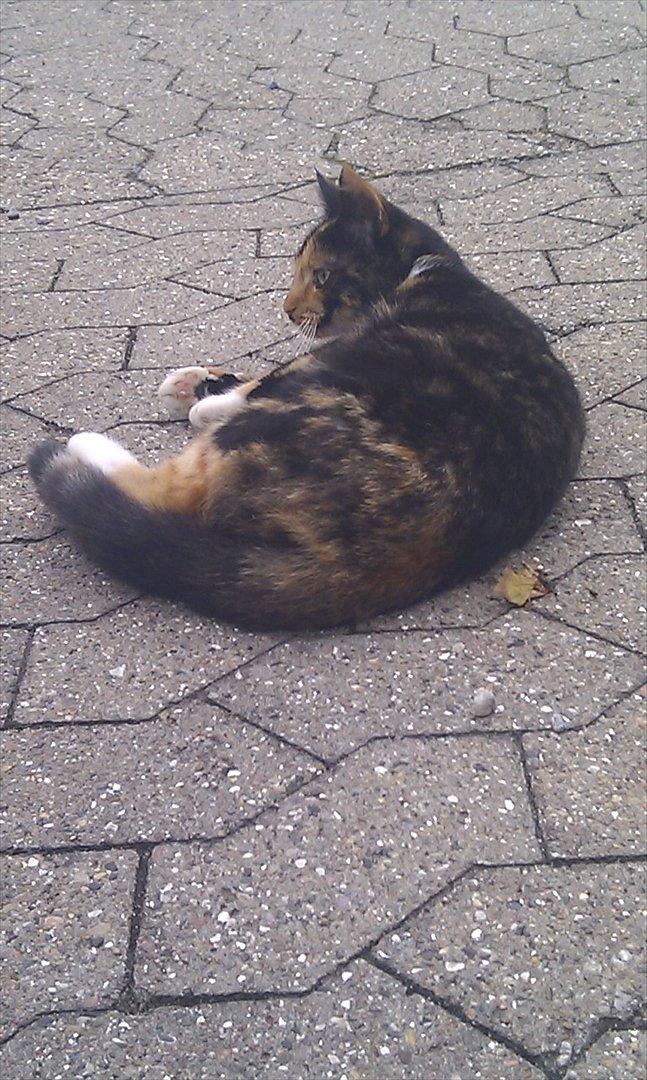 Huskat Tiger :* billede 17