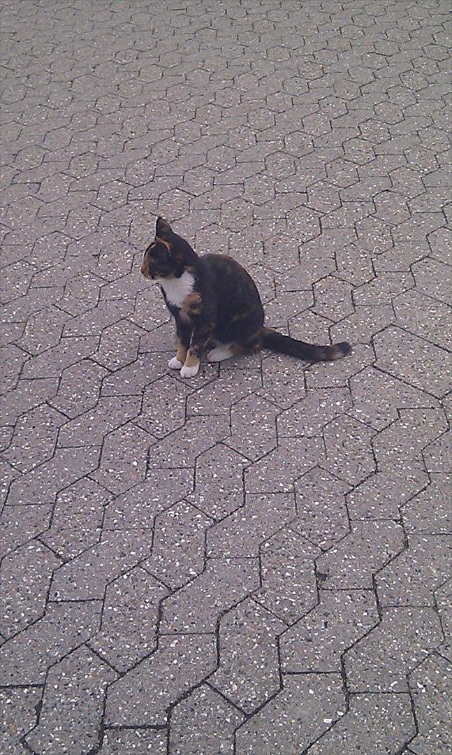 Huskat Tiger :* billede 18