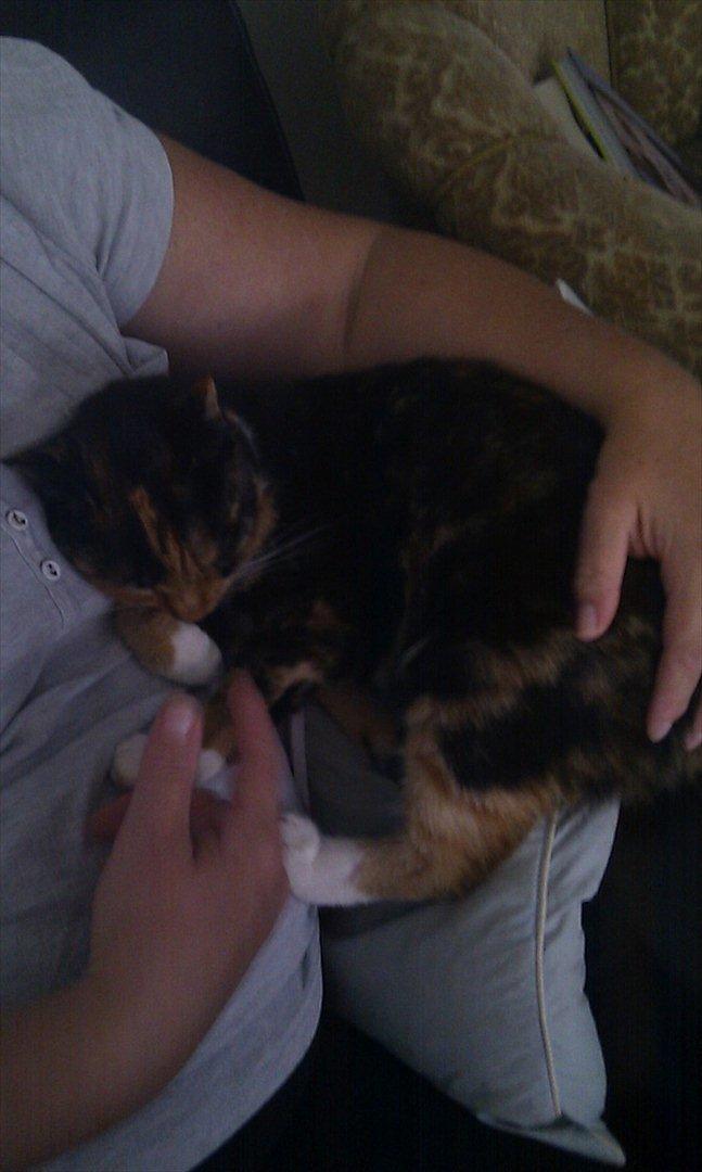 Huskat Tiger :* - DU så kæææælen! billede 9