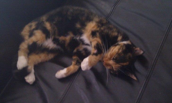 Huskat Tiger :* - Tiger drrrrøøøøømmmmmer ! billede 14