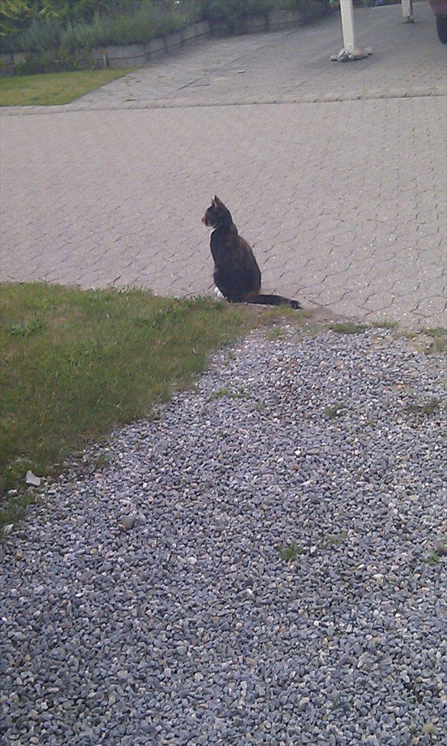 Huskat Tiger :* - Farvel og tak fordi du s¨å med :D Smid en bedømmelse! billede 19