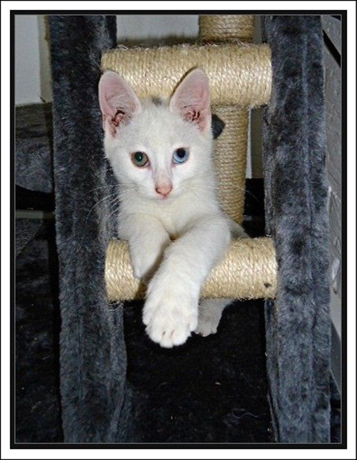 Blanding af racer Bo billede 7