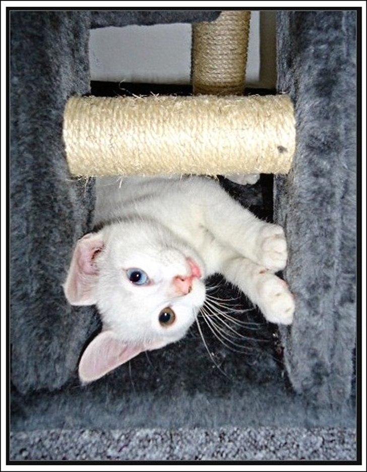 Blanding af racer Bo billede 6