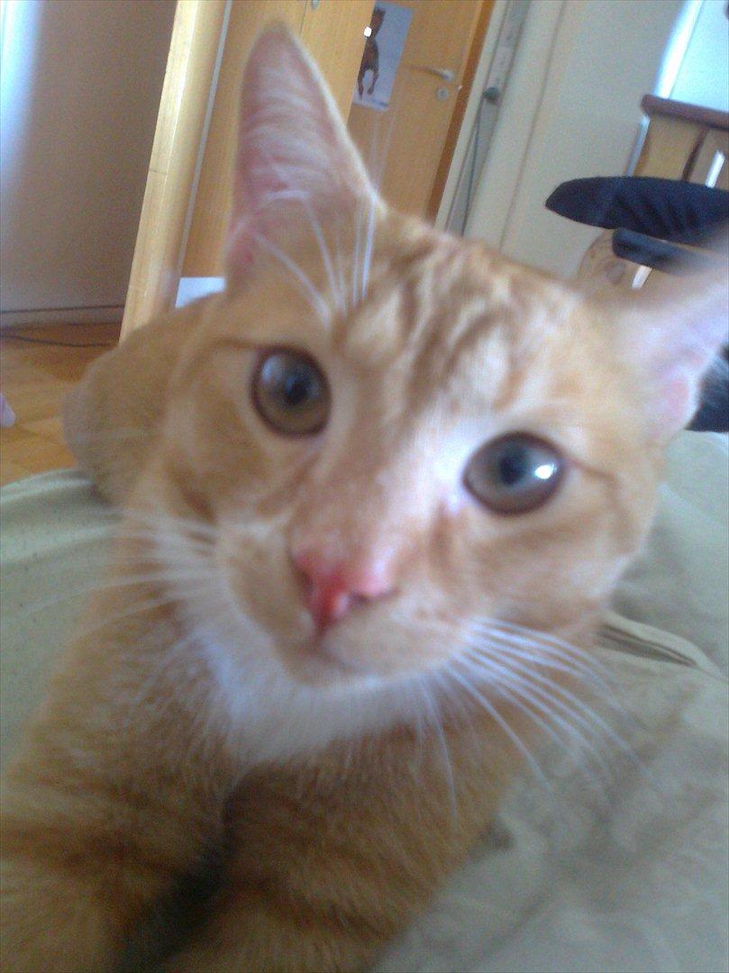 Huskat Hansen >>My lover:-*<< - se mig!! :) billede 3