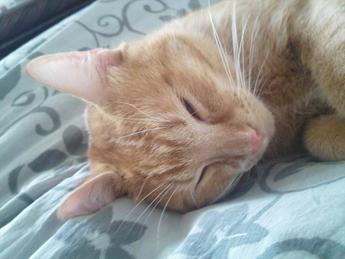 Huskat Hansen >>My lover:-*<< - Aww du er såååå kær:)  billede 9