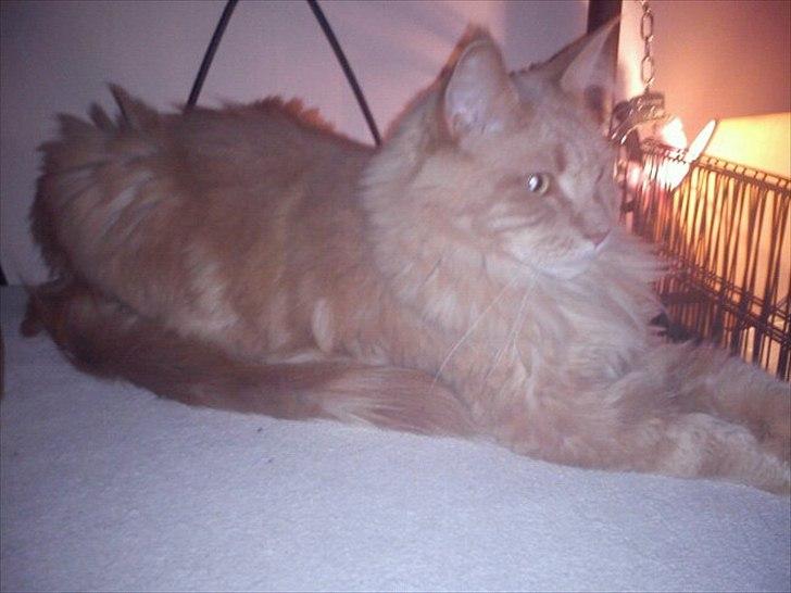 Maine Coon bailey (bumle) billede 1