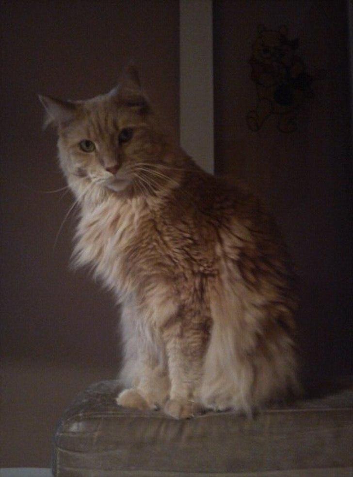 Maine Coon bailey (bumle) billede 2