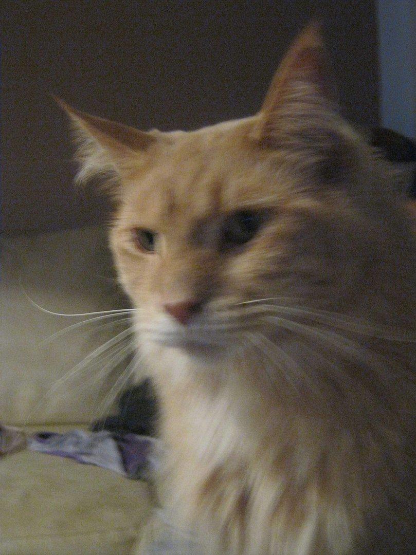 Maine Coon bailey (bumle) billede 3