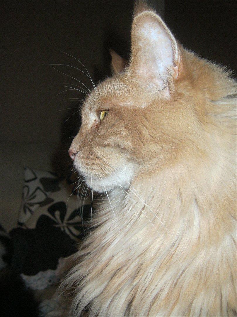 Maine Coon bailey (bumle) billede 4
