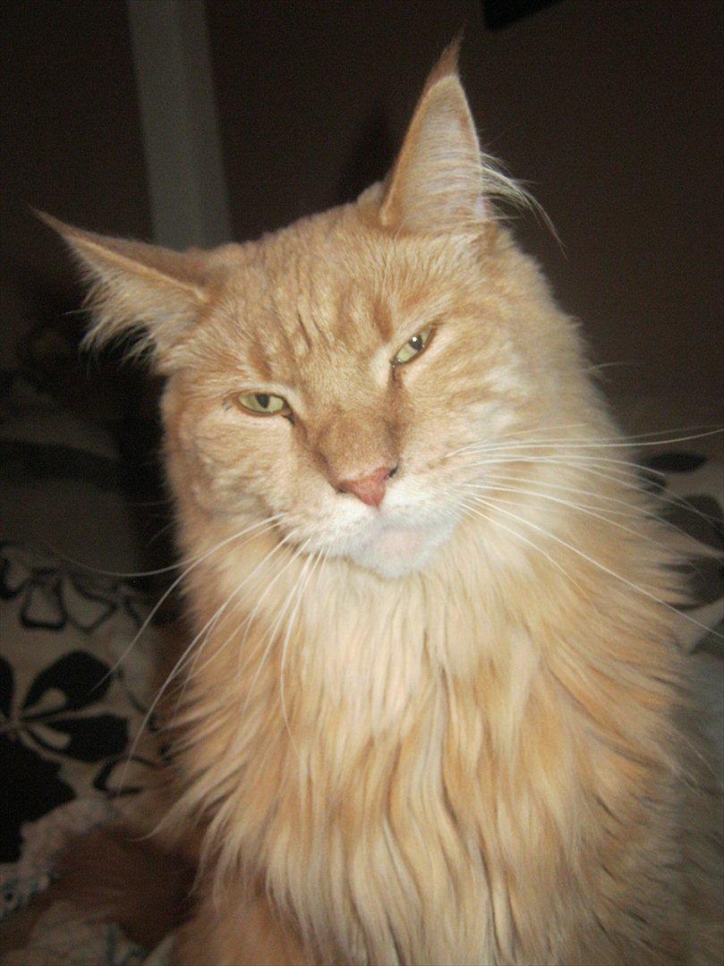 Maine Coon bailey (bumle) billede 5