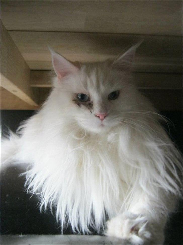 Maine Coon loka R.I.P smukke pige billede 2