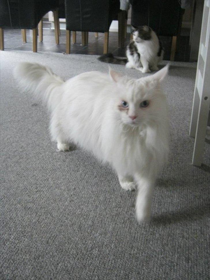 Maine Coon loka R.I.P smukke pige billede 3