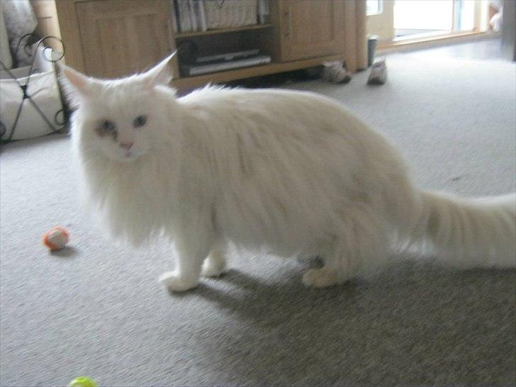 Maine Coon loka R.I.P smukke pige billede 4