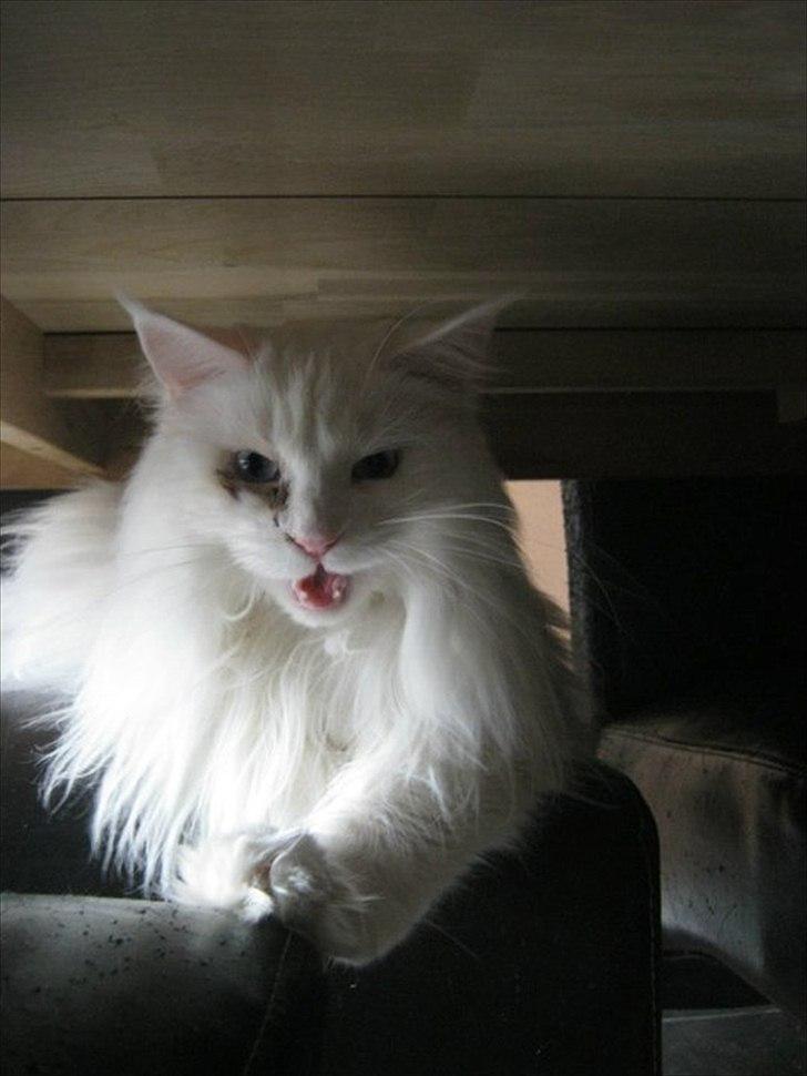 Maine Coon loka R.I.P smukke pige billede 5