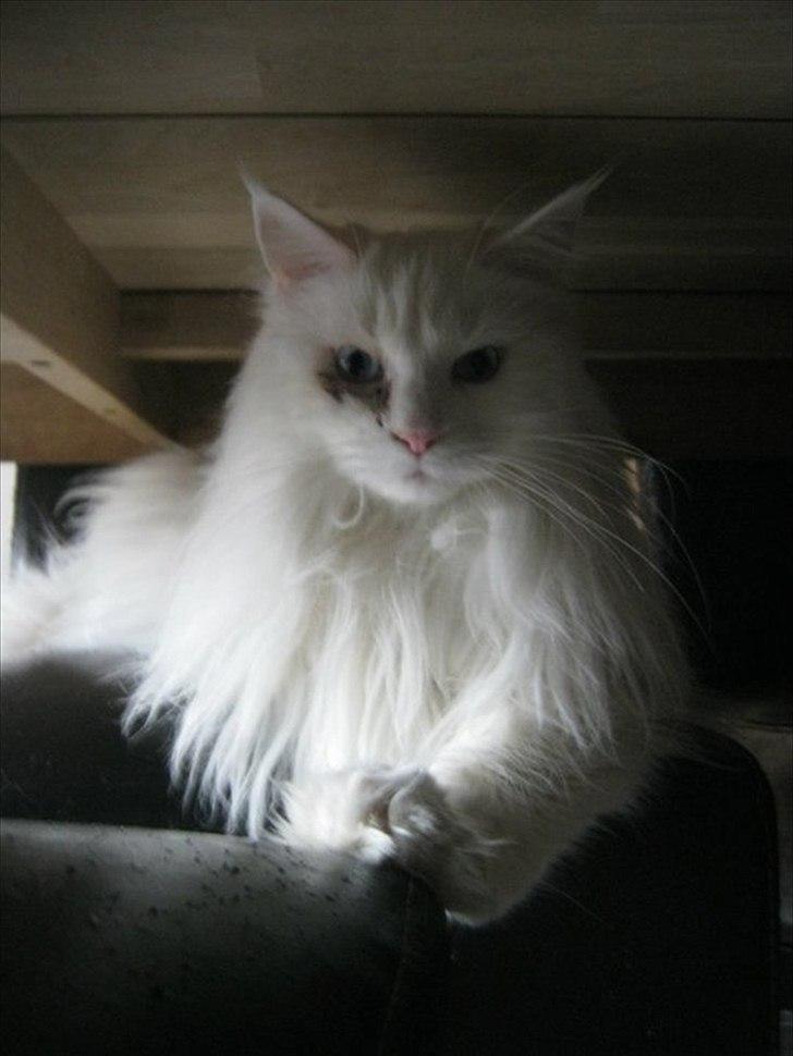 Maine Coon loka R.I.P smukke pige billede 6